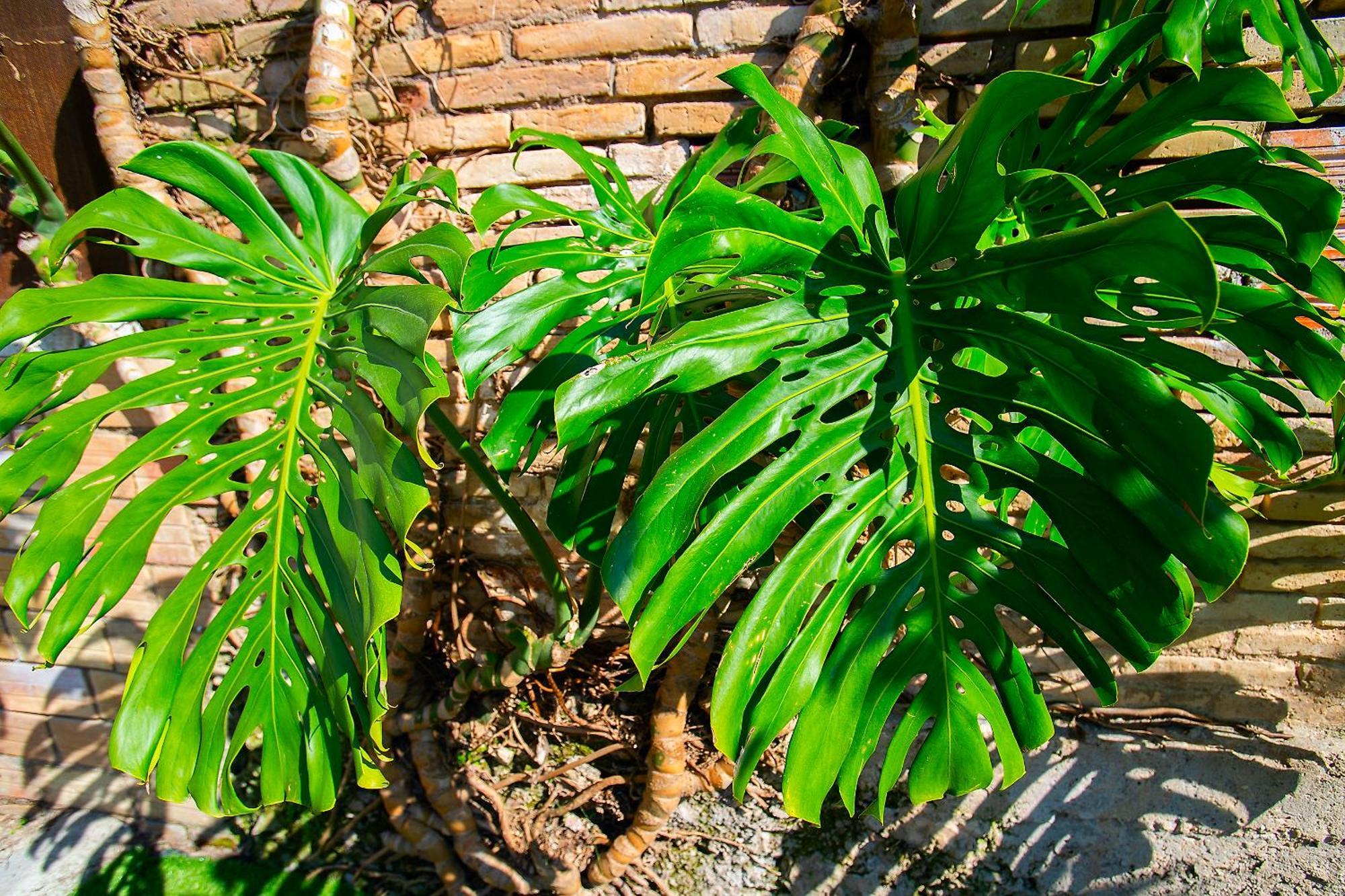 Lo Jardi De Benifallet ภายนอก รูปภาพ