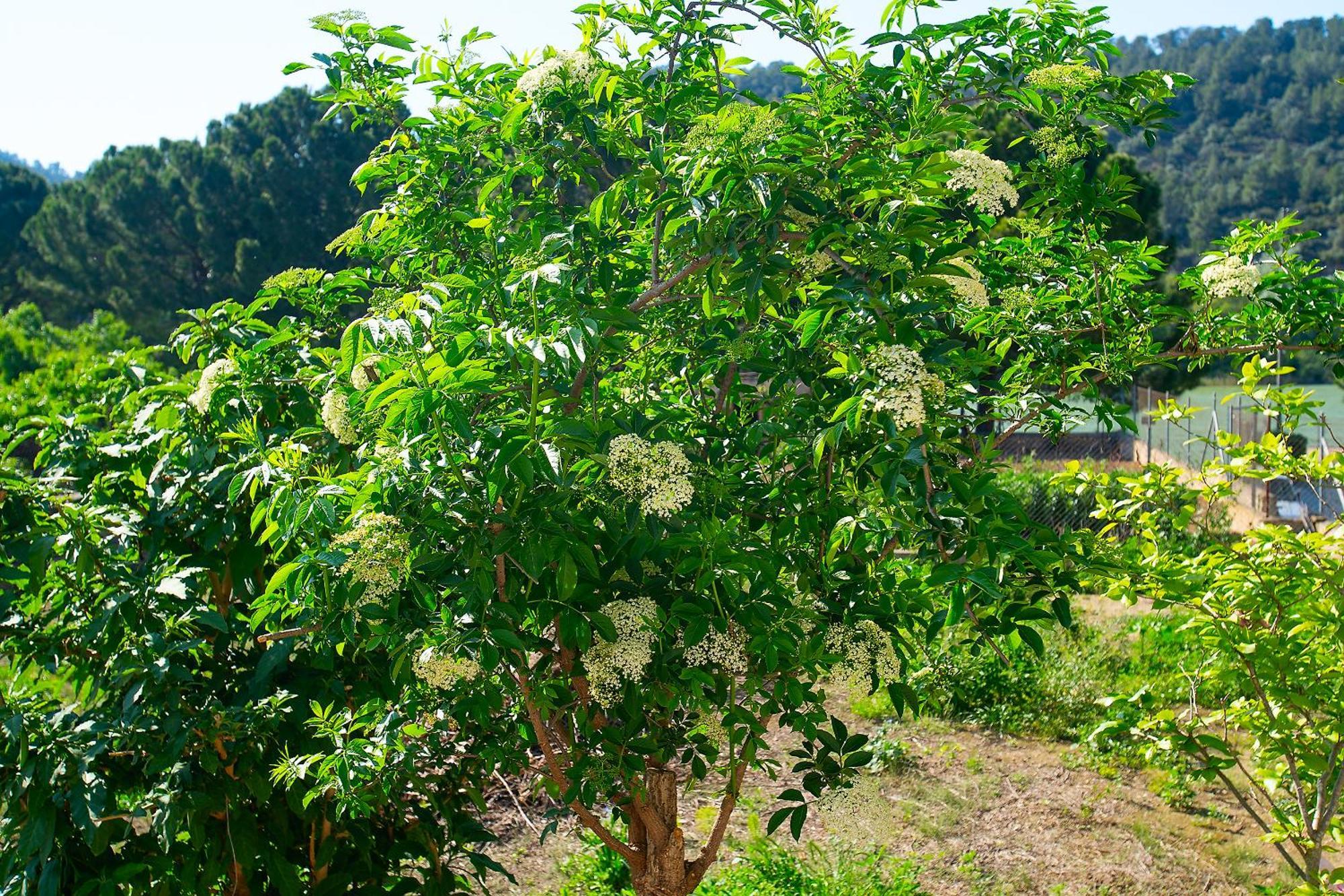 Lo Jardi De Benifallet ภายนอก รูปภาพ